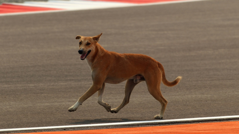 Illustration for article titled Pictures from the 2011 Indian Grand Prix